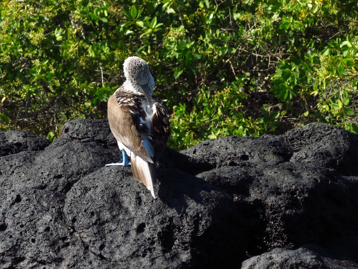 Голубоногая олуша - ML214681321
