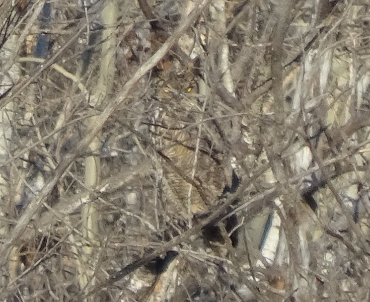 Great Horned Owl - ML21468321