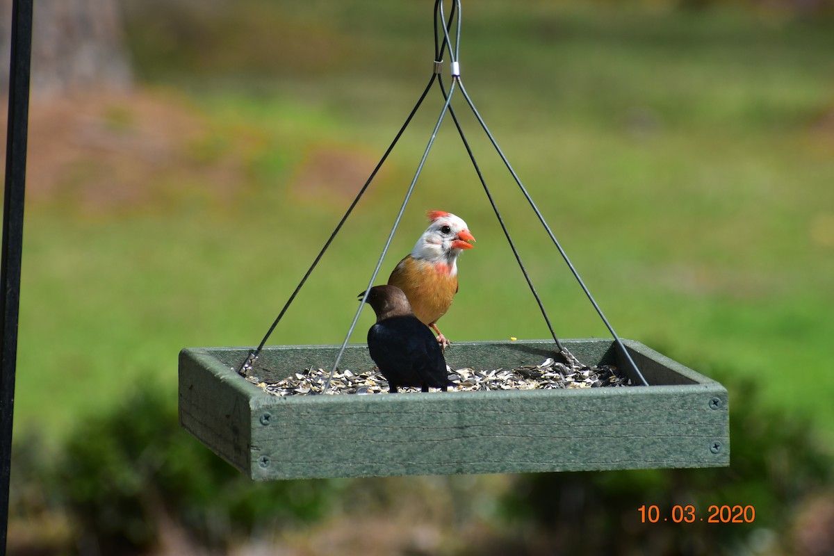 Brown-headed Cowbird - Barbara Lee