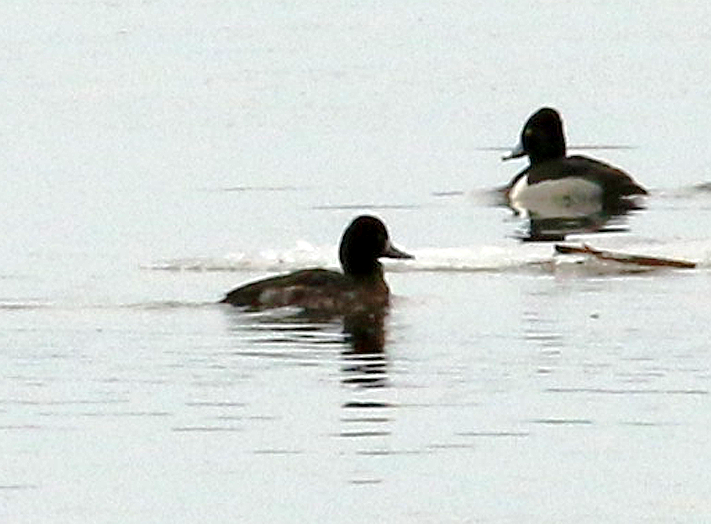 Lesser Scaup - Mike Fahay