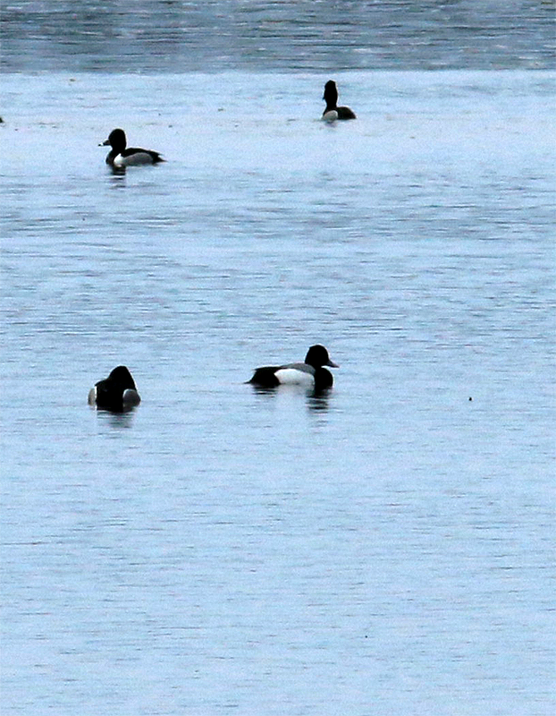 Lesser Scaup - Mike Fahay