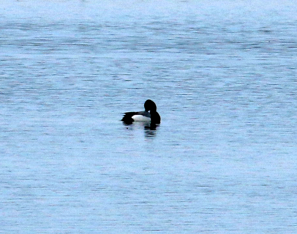 小斑背潛鴨 - ML214685181