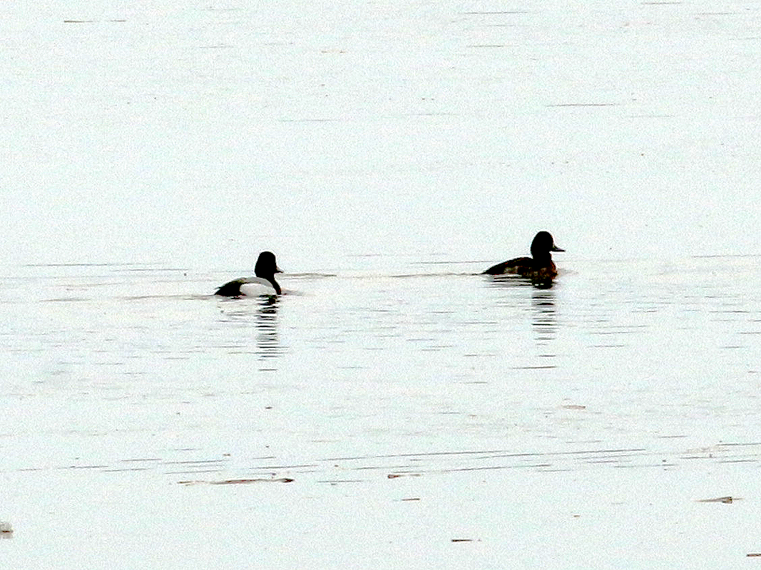 Lesser Scaup - Mike Fahay
