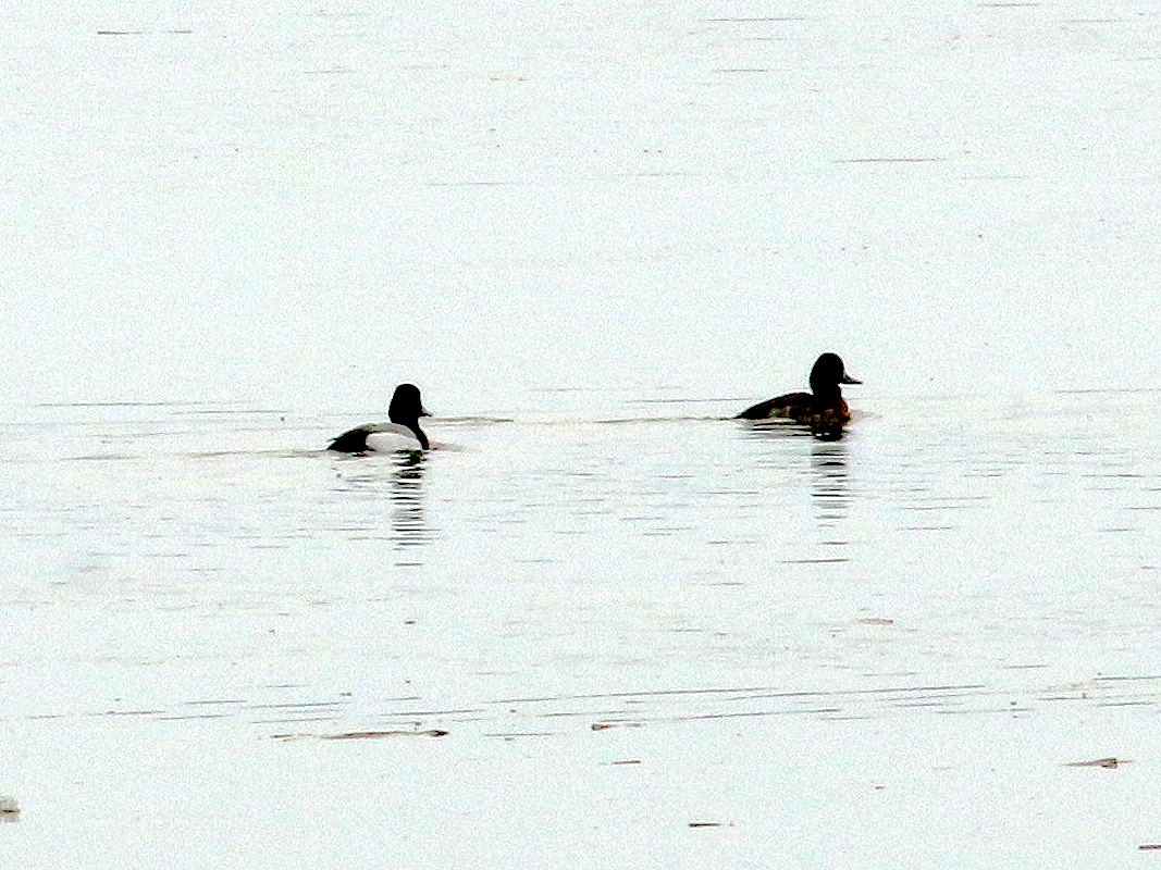 Lesser Scaup - ML214685201