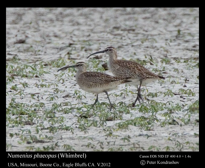 Whimbrel - Peter Kondrashov