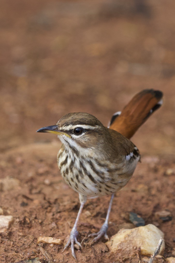 White-browed Scrub-Robin - Torin Waters 🦉