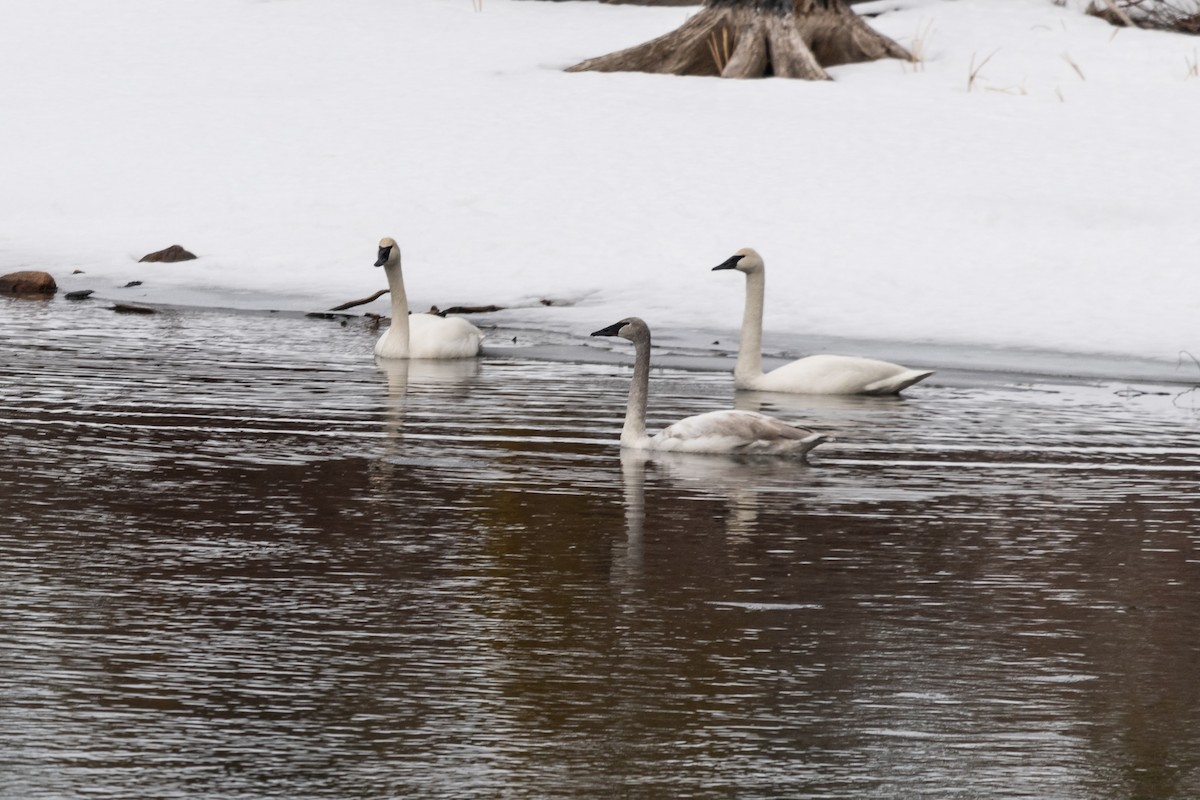 labuť trubač - ML214689071