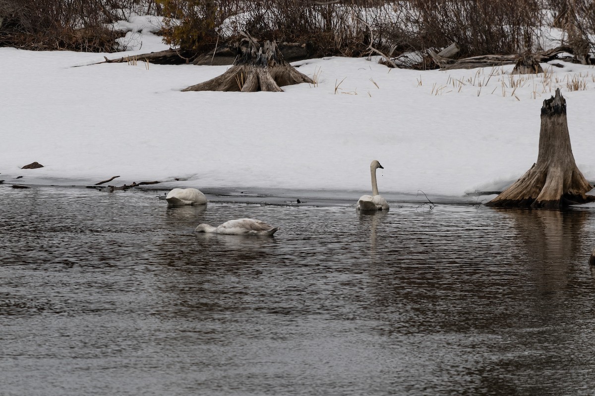 Trumpeter Swan - Jim Norris