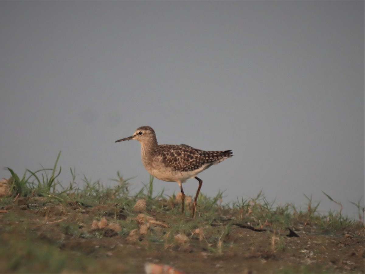 Wood Sandpiper - ML214689131