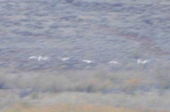 Tundra Swan - ML21468931