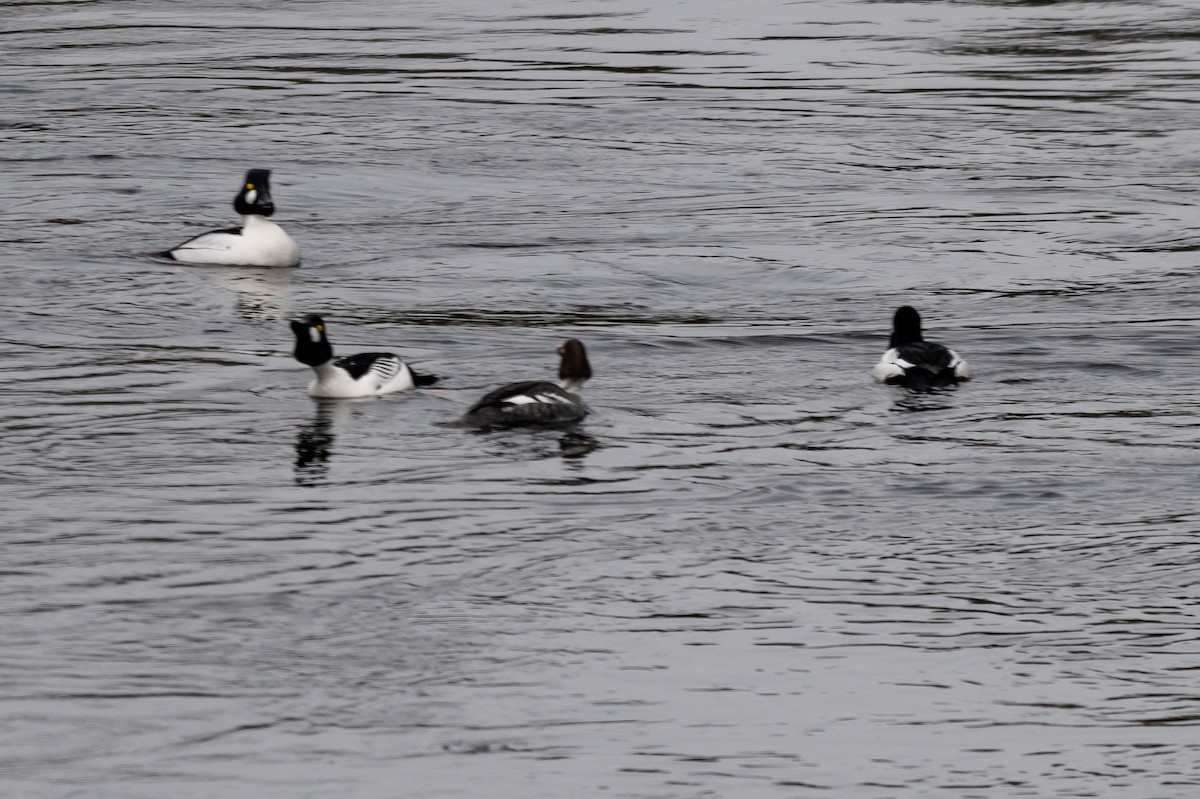 Common Goldeneye - ML214689411