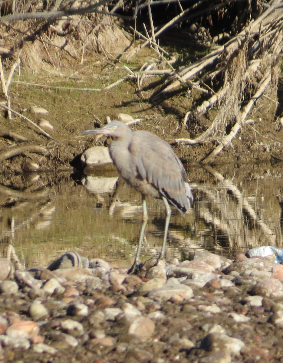 Reddish Egret - Darrel Wilder