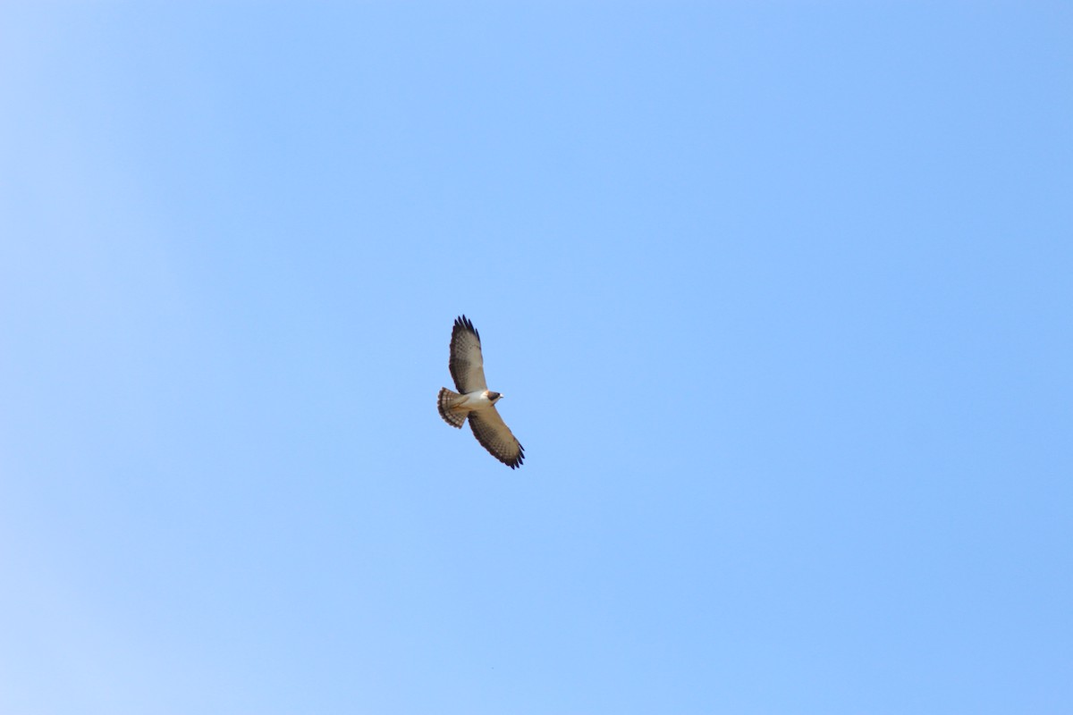 Short-tailed Hawk - ML214690731