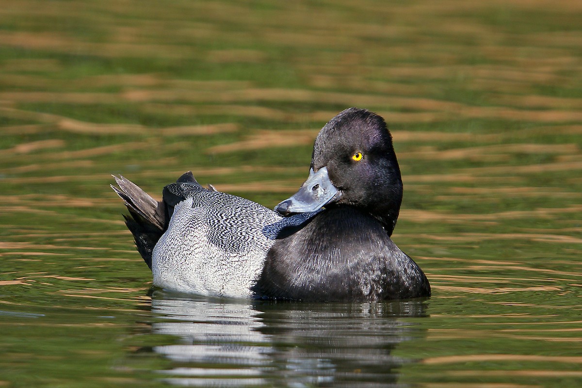 Lesser Scaup - Steve Raduns