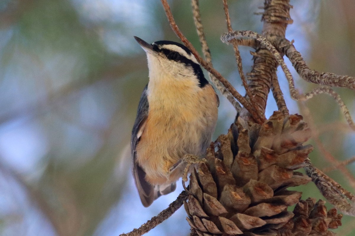 Red-breasted Nuthatch - ML214692291