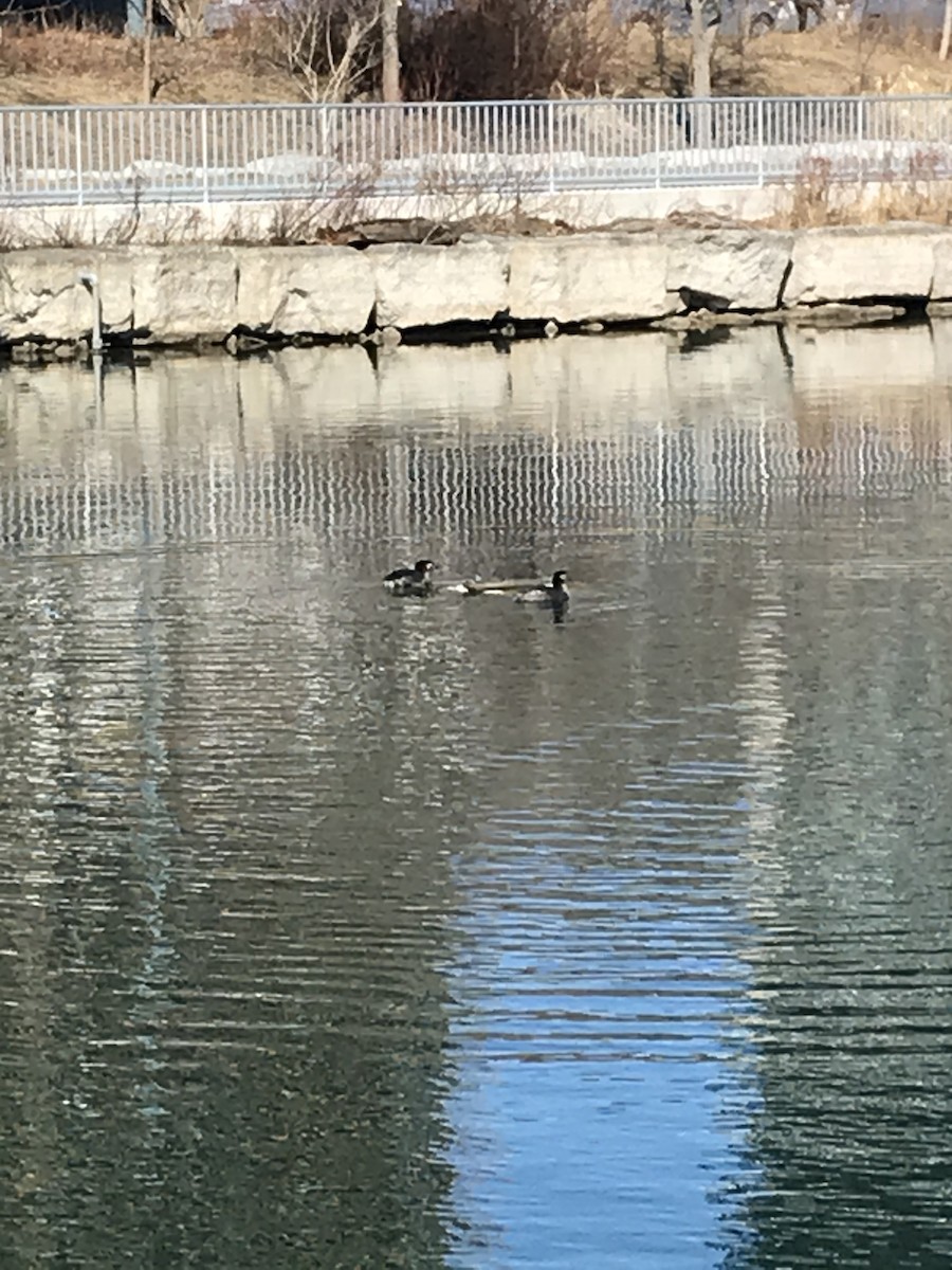 Red-necked Grebe - ML214692781