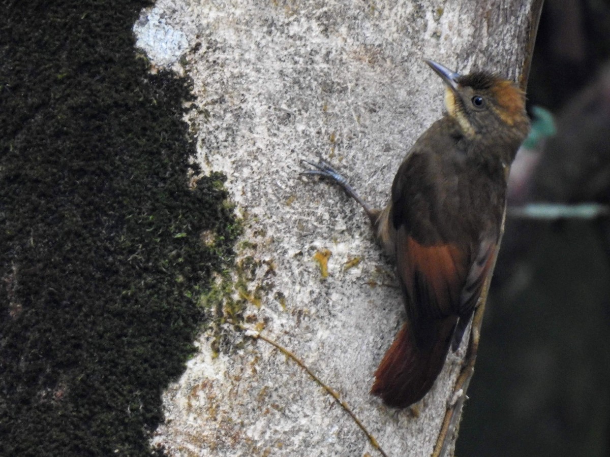 Tawny-winged Woodcreeper - ML214692961