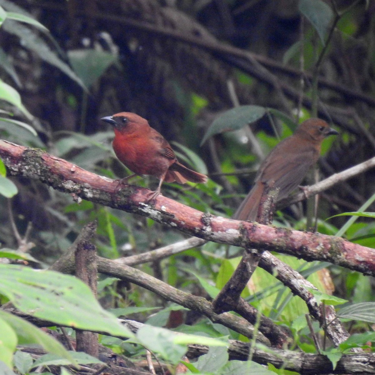 Red-throated Ant-Tanager - ML214694071