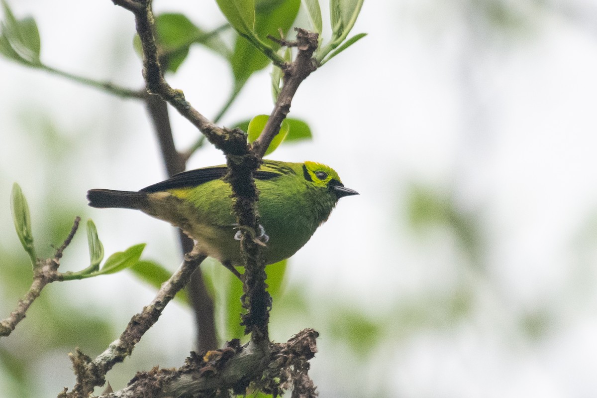 Emerald Tanager - ML214694181