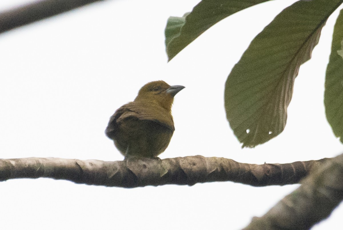 Carmiol's Tanager - ML214694671