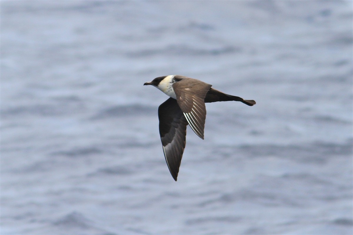 Págalo Pomarino - ML214695991