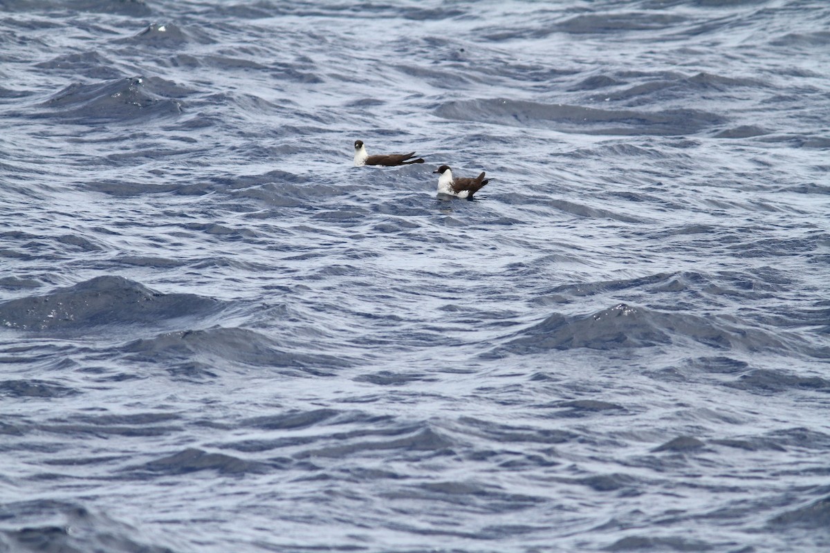 Págalo Pomarino - ML214696061