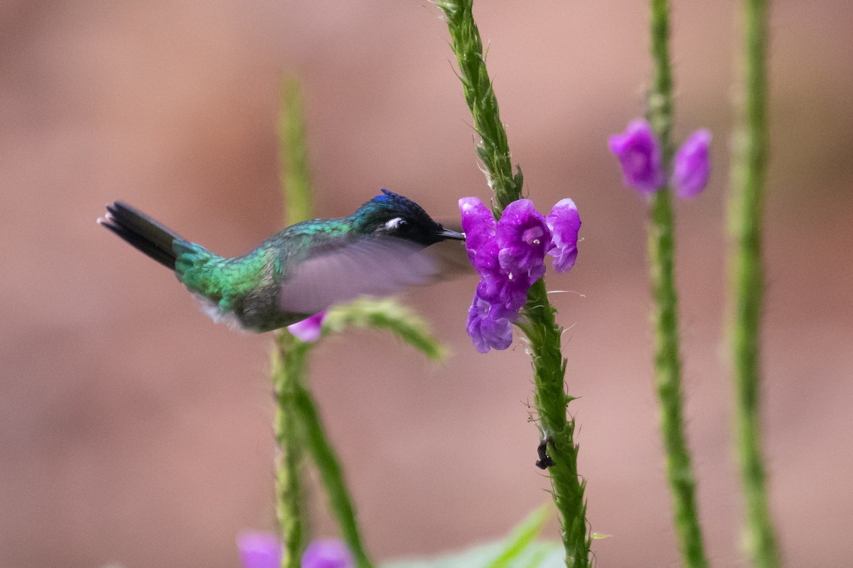 kolibřík fialovohlavý - ML214696261