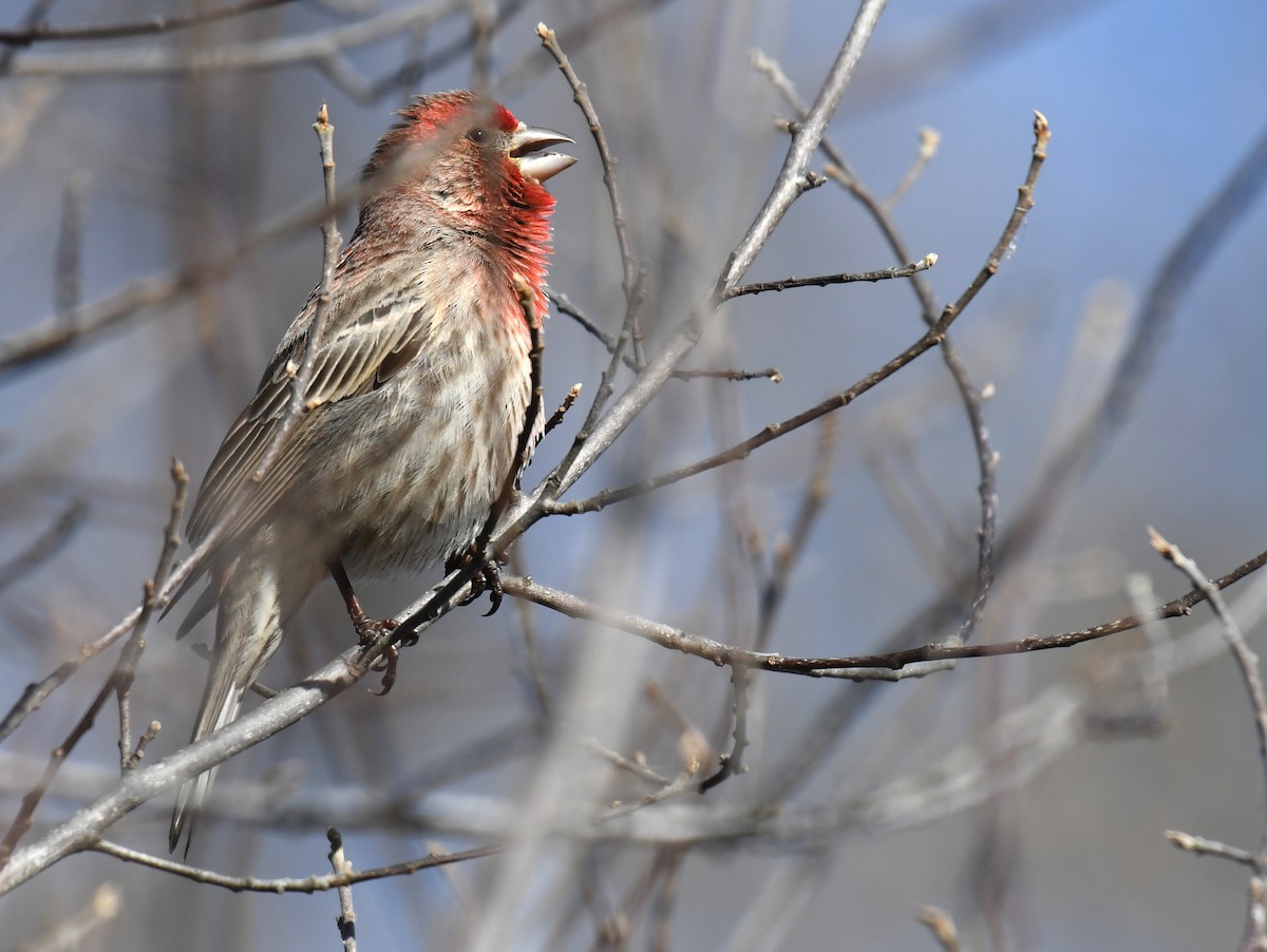 House Finch - ML214696571