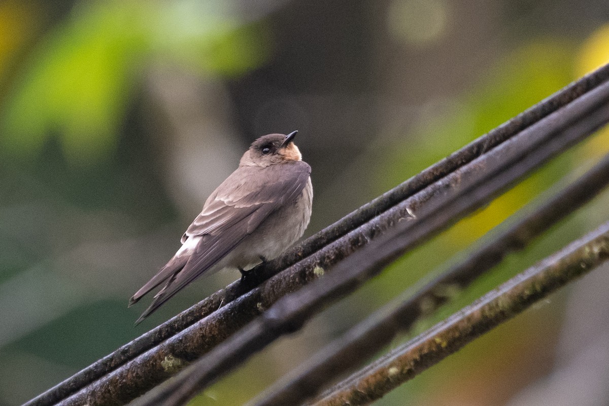 Southern Rough-winged Swallow - ML214696681