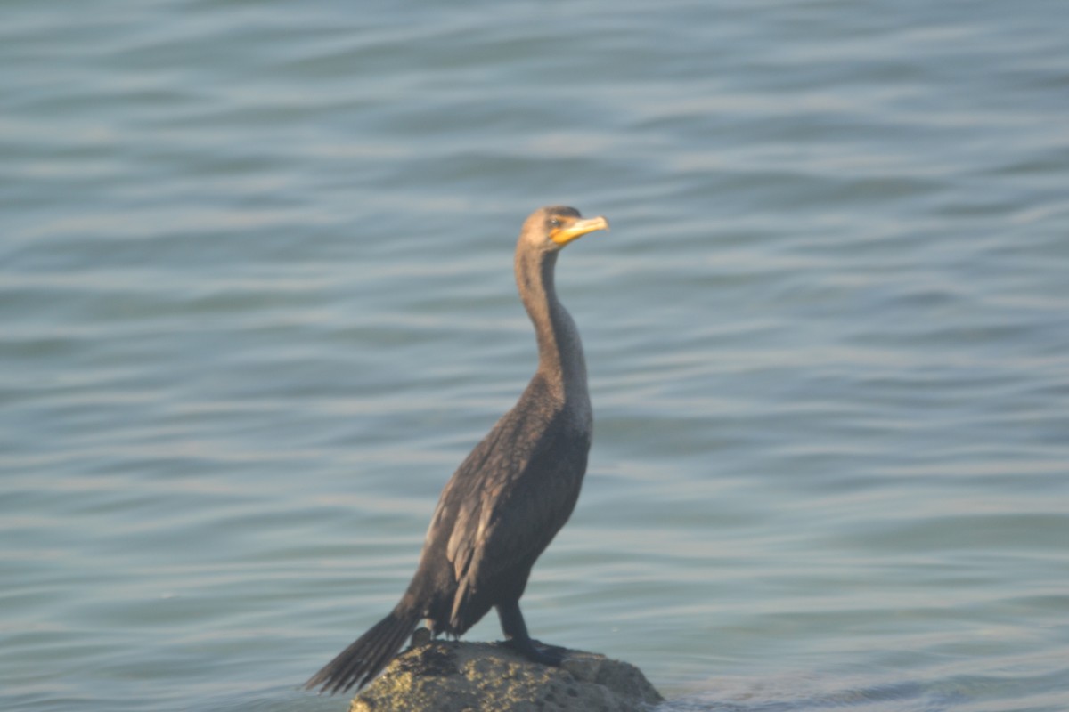 Double-crested Cormorant - ML21469751