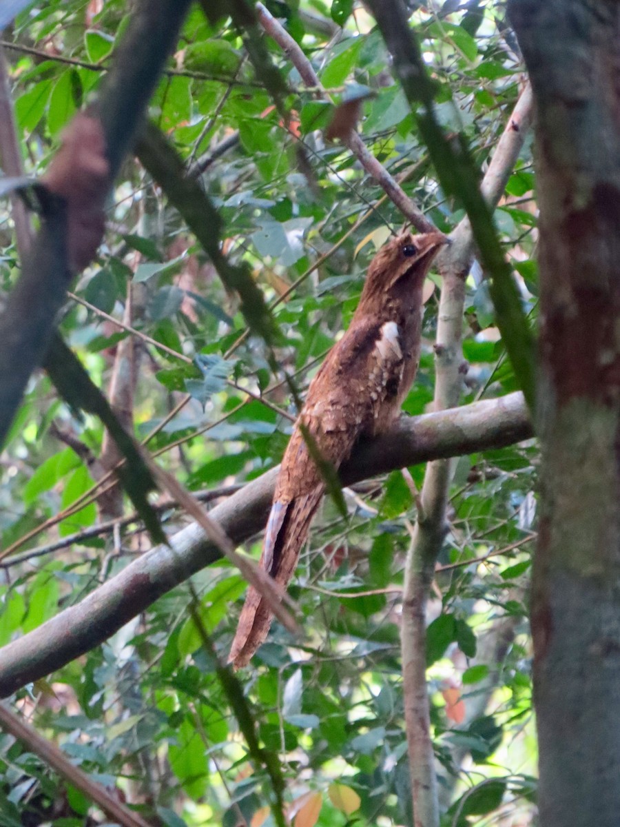 Long-tailed Potoo - ML214698471