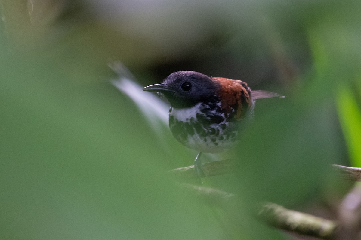 Spotted Antbird - ML214698701