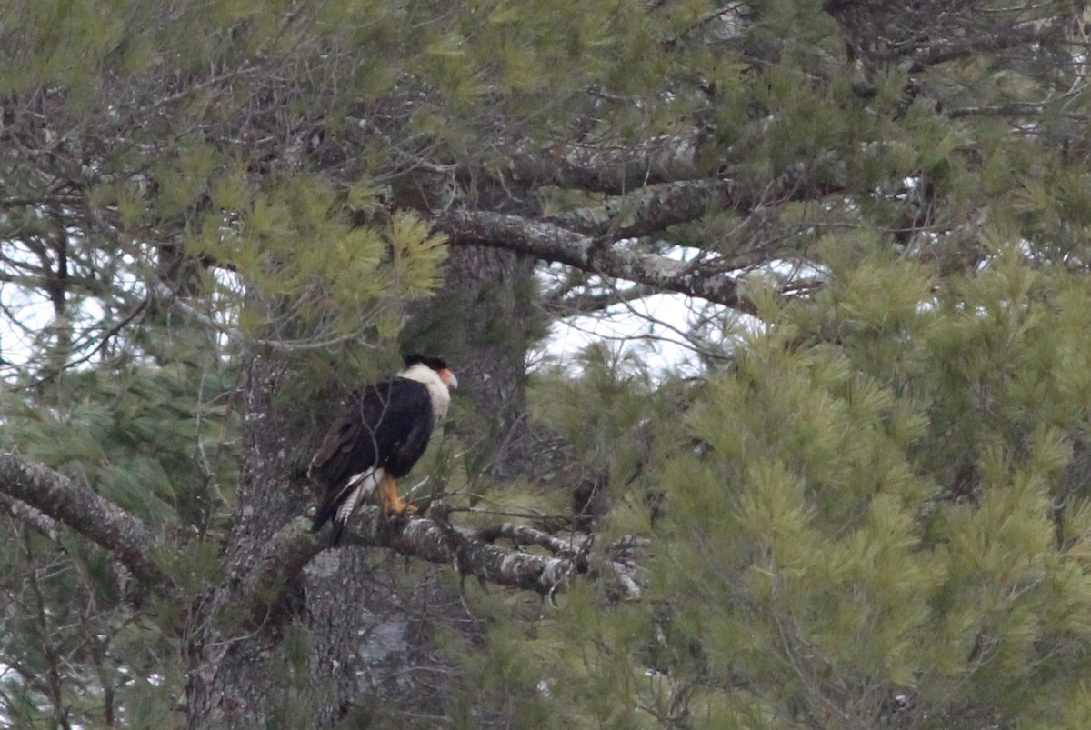 Crested Caracara (Northern) - ML214698871