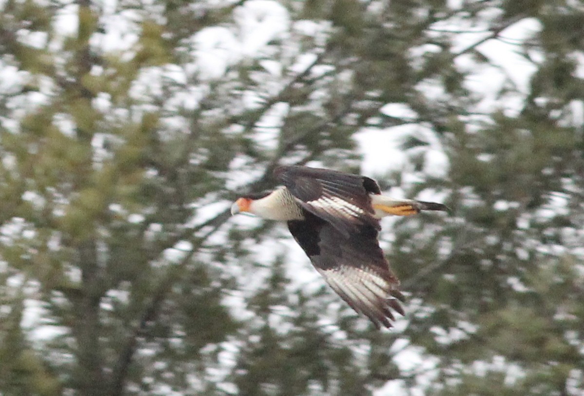 Crested Caracara (Northern) - ML214699201