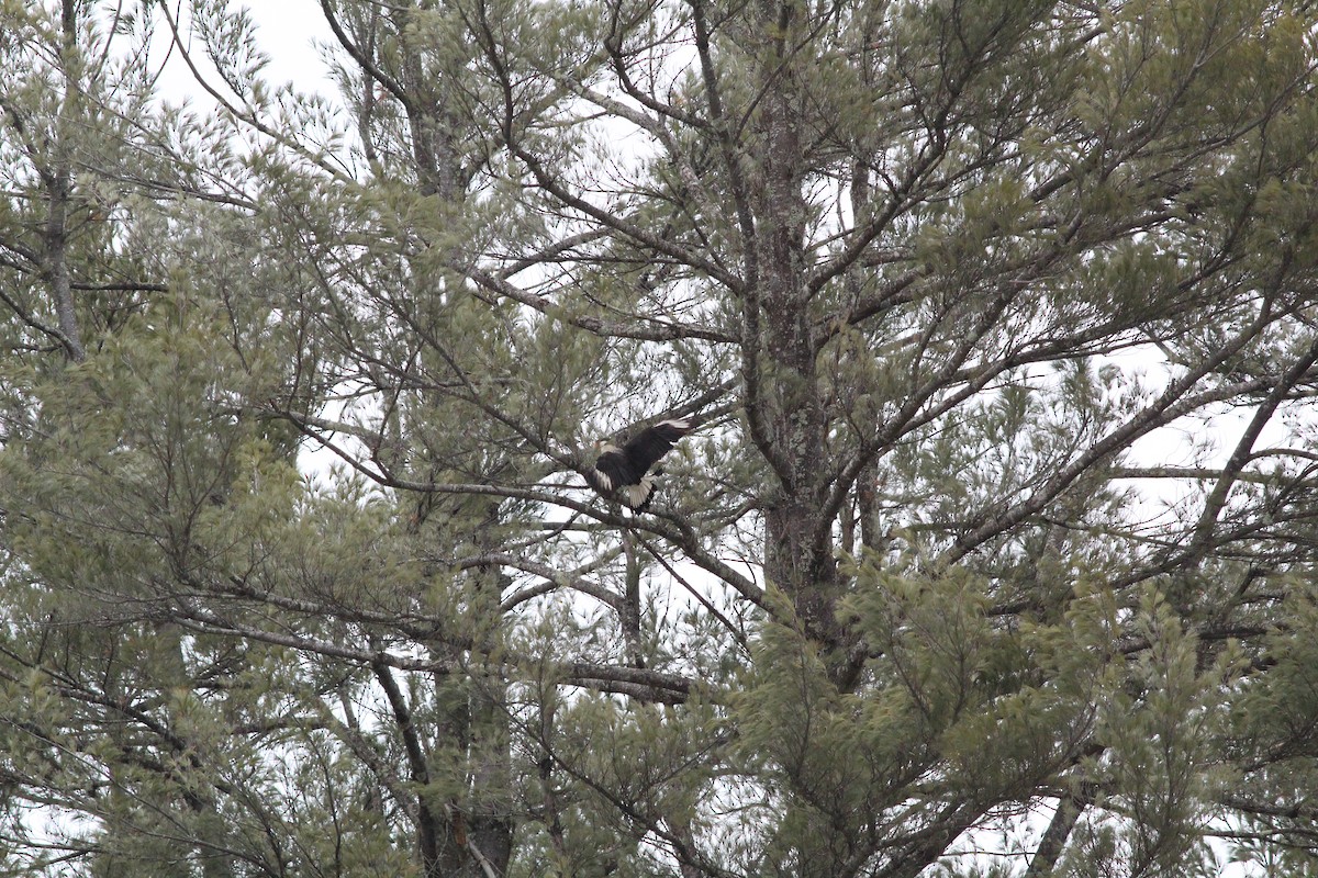 Crested Caracara (Northern) - ML214699451