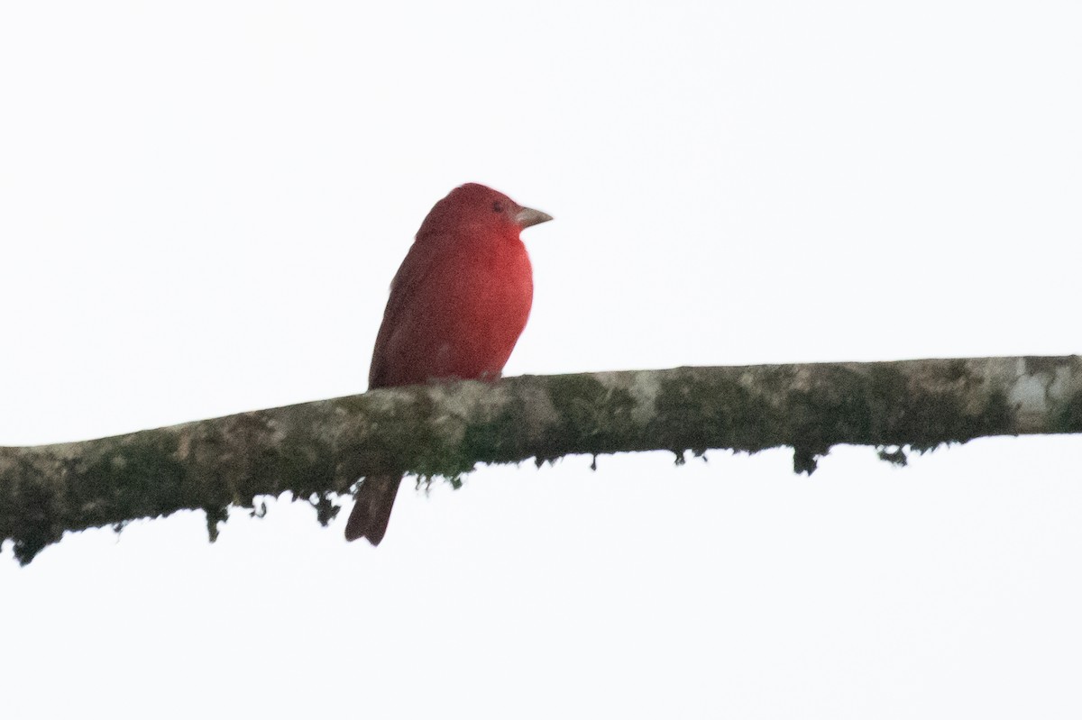 Summer Tanager - Adam Jackson