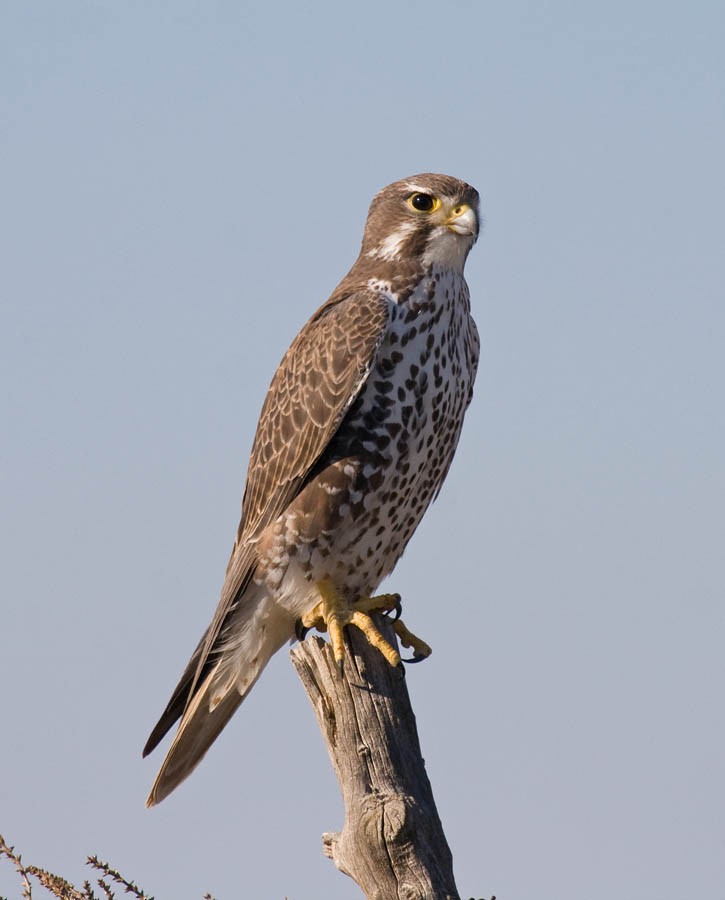 Prairie Falcon - Greg Gillson