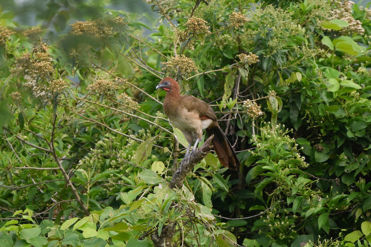 Rufous-headed Chachalaca - ML214700641