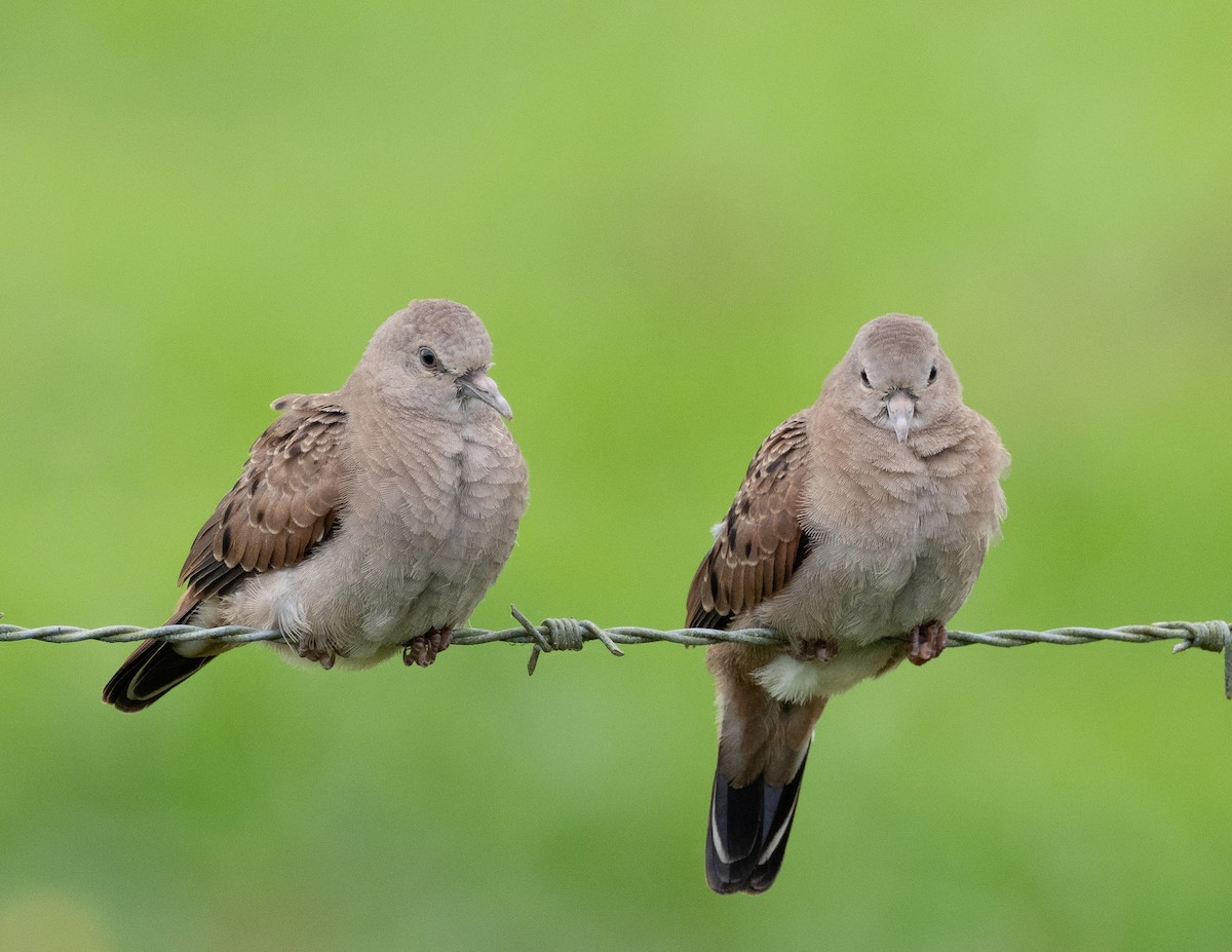 Plain-breasted Ground Dove - ML214701821