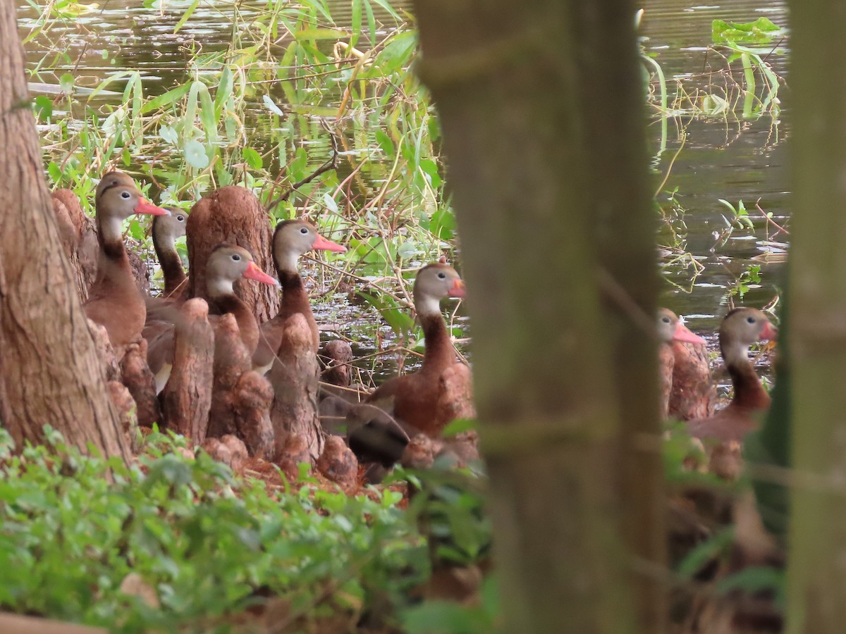 Black-bellied Whistling-Duck - ML214701961