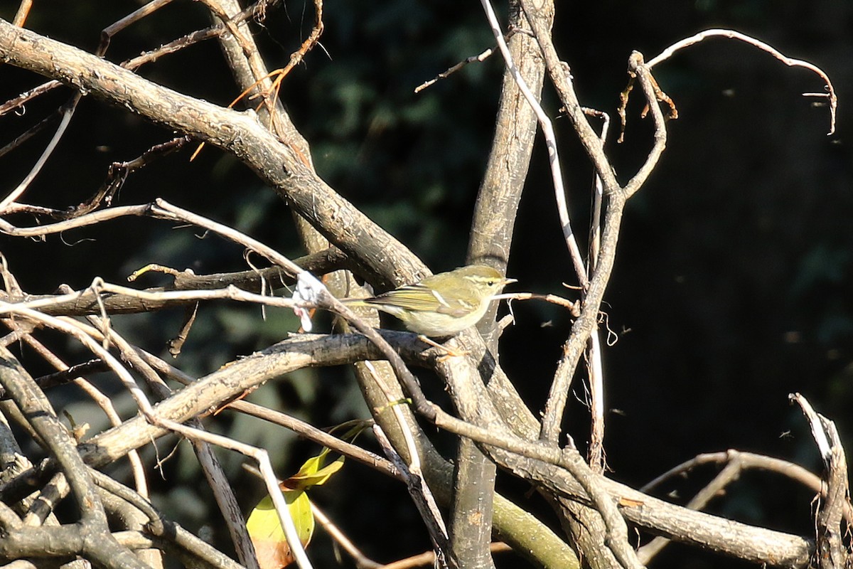 Yellow-browed Warbler - ML214702841