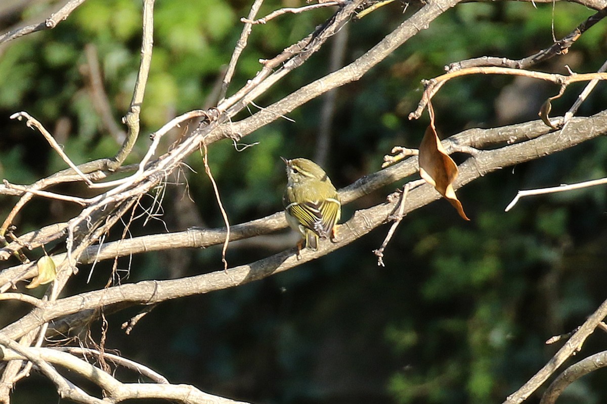 Yellow-browed Warbler - ML214702851