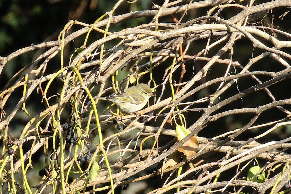 Yellow-browed Warbler - ML214702861