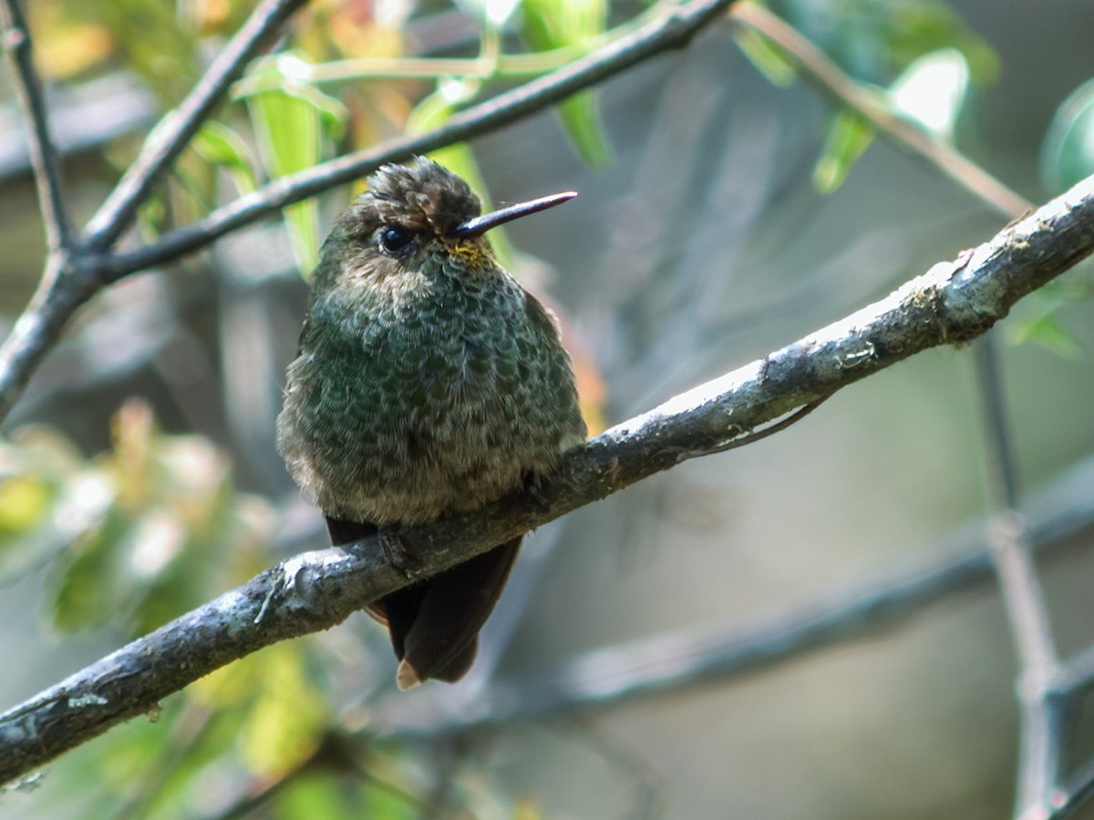 Buff-thighed Puffleg - ML214704621