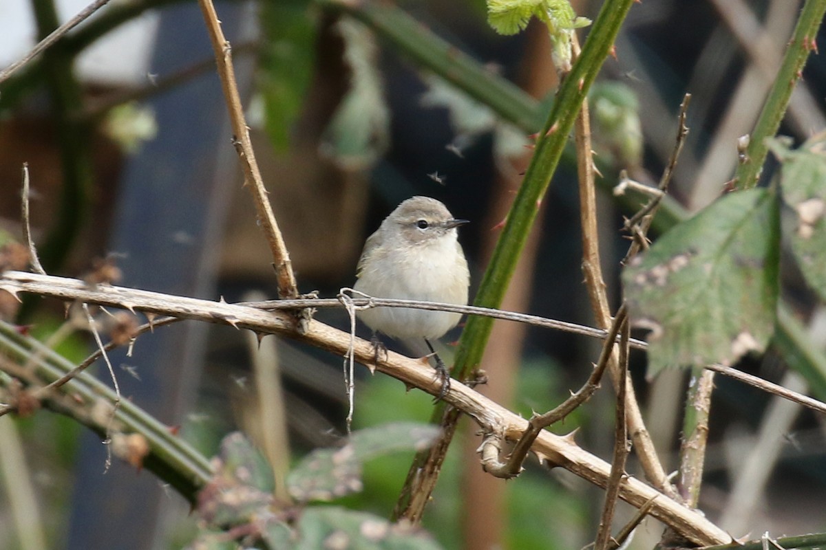 Common Chiffchaff (Siberian) - ML214705221