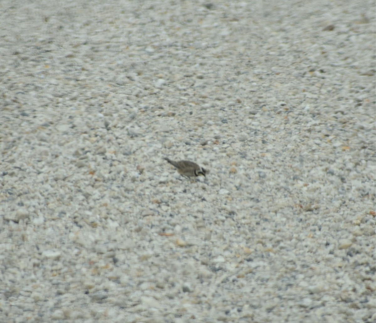 Horned Lark - Mark Greene