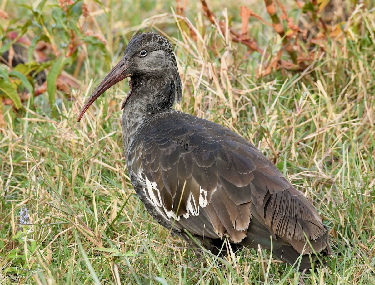 Ibis caronculé - ML214708941