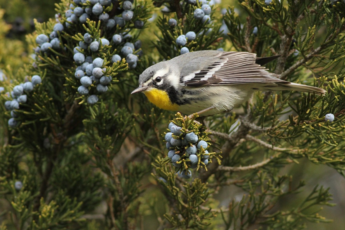 Yellow-throated Warbler (albilora) - Evan Lipton