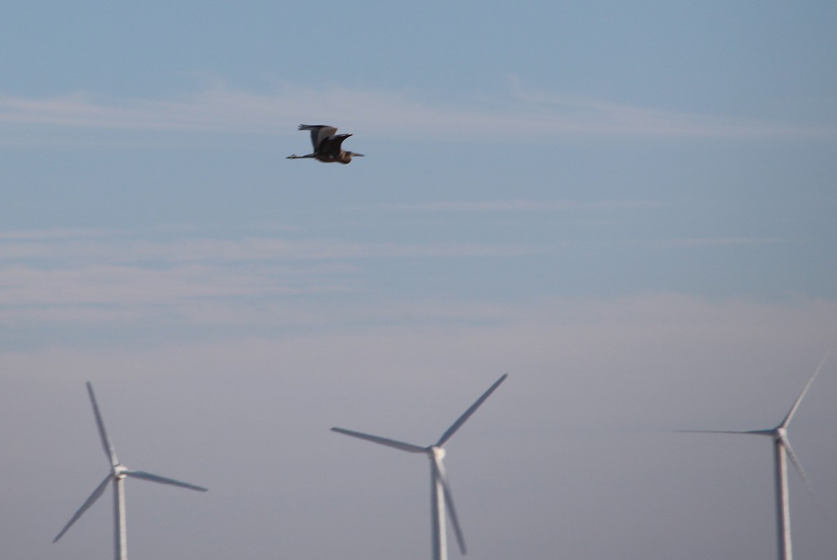 Great Blue Heron - ML21471011