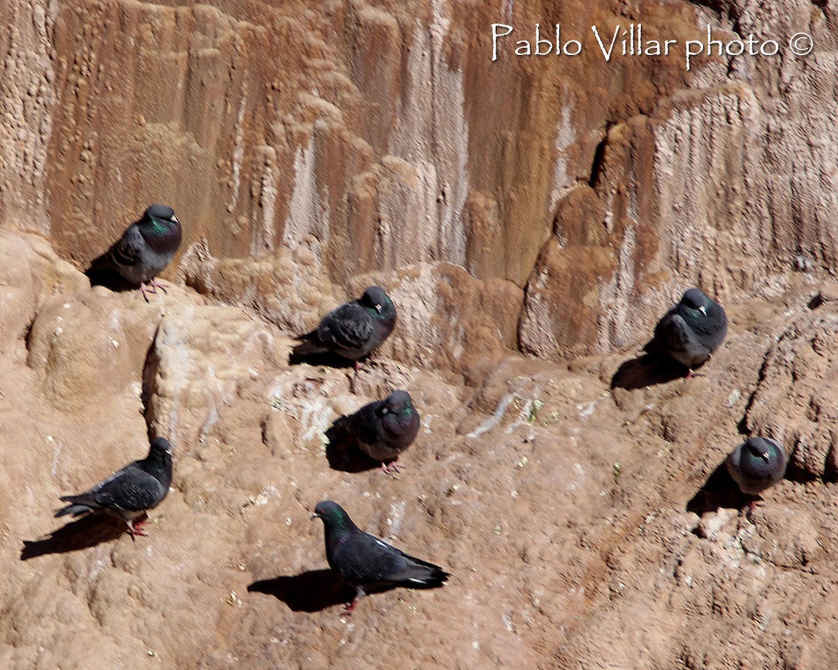Rock Pigeon (Feral Pigeon) - ML214710181